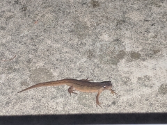 Lissotriton
