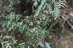 Parsonsia heterophylla