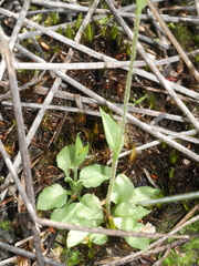 Pterostylis puberula