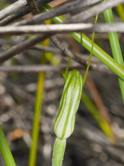 Pterostylis puberula