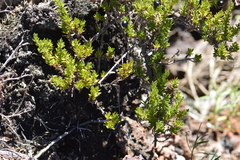 Coprosma ernodeoides