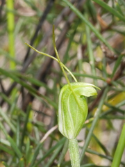 Pterostylis puberula