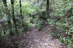 Melicytus ramiflorus ramiflorus