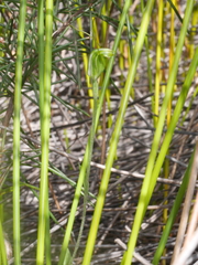 Pterostylis puberula