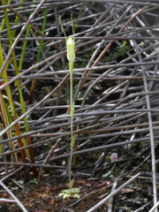 Pterostylis puberula
