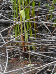 Pterostylis puberula