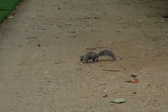 Sciurus carolinensis