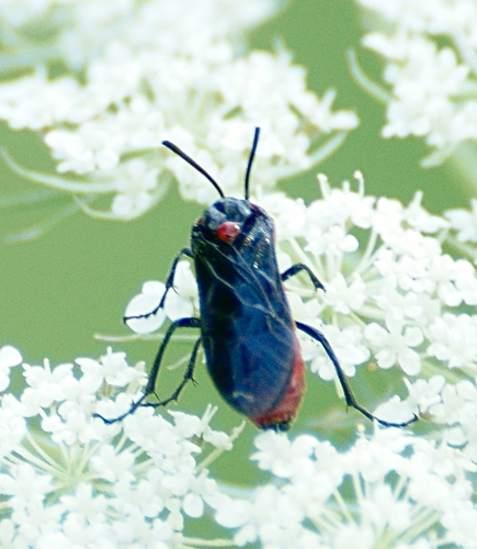 Poison Ivy Sawfly photo 5