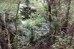 Freycinetia banksii