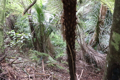 Freycinetia banksii