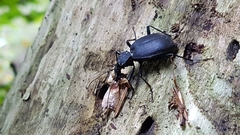 Cychrus caraboides