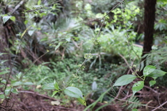 Geniostoma ligustrifolium ligustrifolium