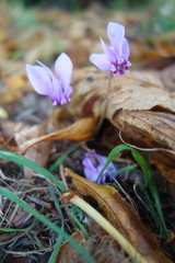 Cyclamen hederifolium