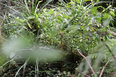 Freycinetia banksii