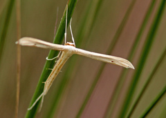 Pterophorini