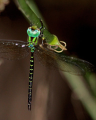 Triacanthagyna trifida