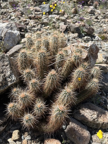 iNaturalist observation photo of Echinocereus engelmannii engelmannii