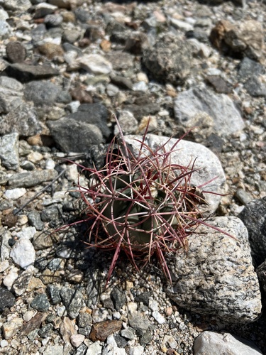 iNaturalist observation photo of California Barrel Cactus