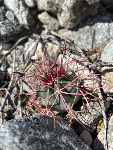 iNaturalist observation photo of California Barrel Cactus