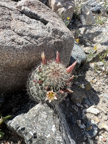iNaturalist observation photo of Peninsular fishhook cactus