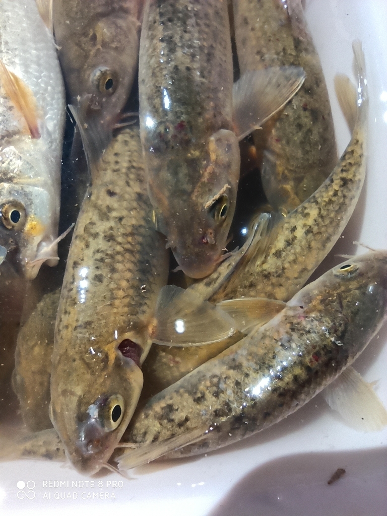 Tifrit Barbel