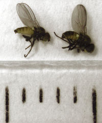 Dicraeus tibialis