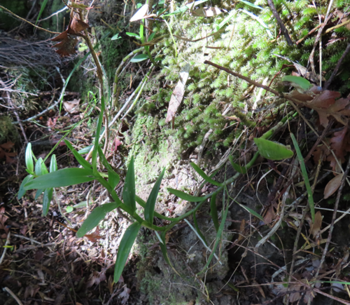Foto de Mini orquídea