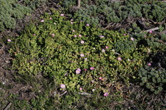 Delosperma patersoniae