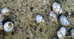 Littoraria pintado