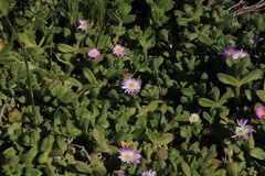 Delosperma patersoniae
