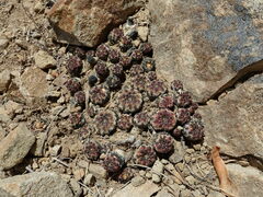 Weingartia canigueralii
