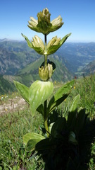 Gentiana punctata