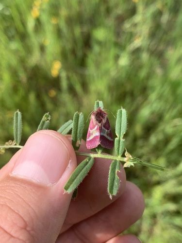 Schinia pulchripennis photo 5