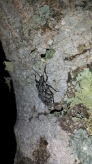 Brochymena chelonoides