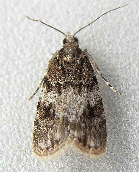 Sooty Scoparia Moth
