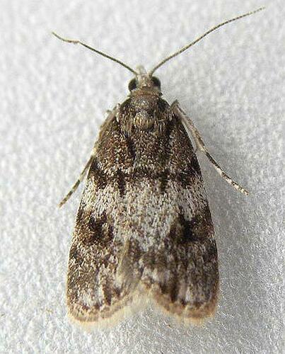 Sooty Scoparia Moth