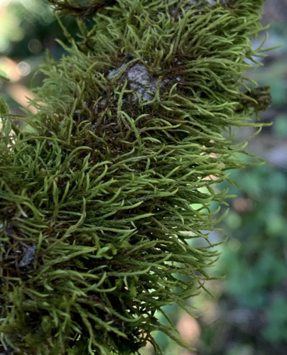 Pseudoleskea stenophylla