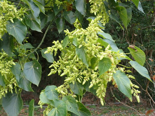 Macaranga tanarius