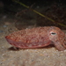 Slender Cuttlefish - Photo (c) henrycarrick, some rights reserved (CC BY-NC), uploaded by henrycarrick