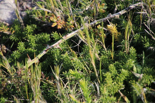 Asparagus densiflorus