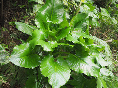 Cardiocrinum giganteum