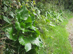 Cardiocrinum giganteum