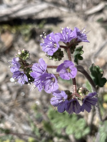 Mangas Spring phacelia (Phacelia bombycina)