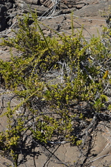 Coprosma ernodeoides