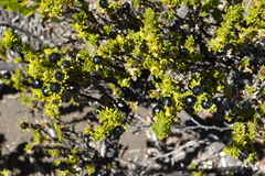 Coprosma ernodeoides