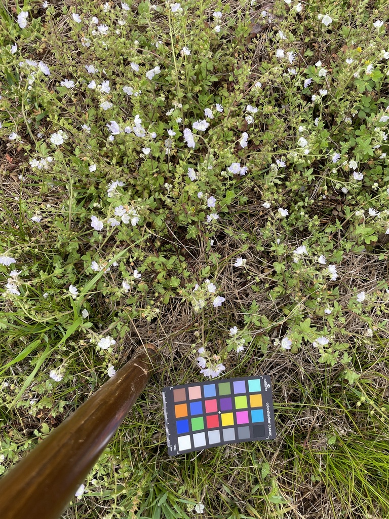 Appalachian phacelia from Grassy Island Rd, Wadesboro, NC, US on March