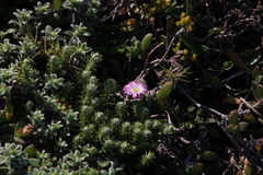 Delosperma patersoniae