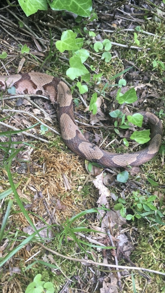 Eastern Copperhead from Hillsdale, Mobile, AL, US on March 31, 2023 at