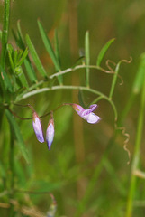 Vicia tetrasperma
