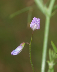 Vicia tetrasperma